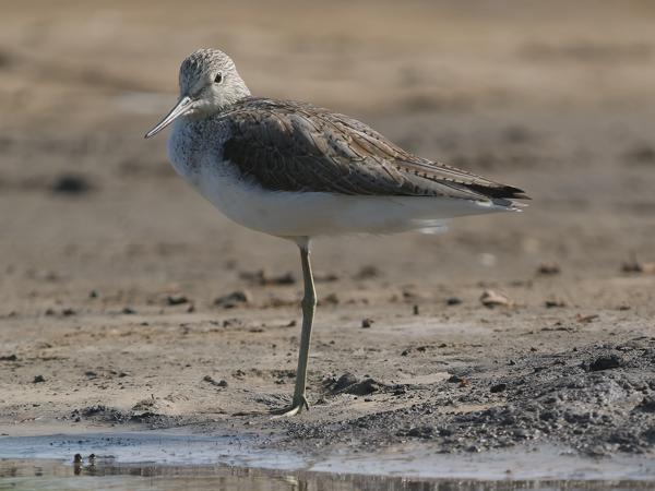 <h3><a href="/trips/gambia/biota/animalia/chordata/aves/024 charadriiformes/015 scolopacidae/tringa nebularia/tringa nebularia-nl.html">Tringa&nbsp;nebularia</a> / Common&nbsp;greenshank / Groenpootruiter</h3>OM-1 Mark II met OLYMPUS M.150-400mm F4.5 TC, 1/2000 sec  bij F5.6, ISO 500, afstand 18.6&nbsp;m
